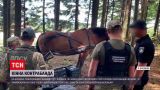 Сигареты на коне: контрабандисты из Буковины вывозят нелегальные товары скотом