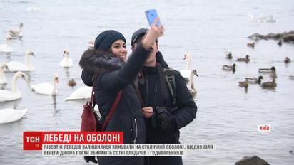 Более полусотни лебедей выбрали для зимовки берега Днепра на столичной Оболони