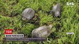 Новости Украины: в Харьковской области в дикую природу вернули десяток болотных черепах