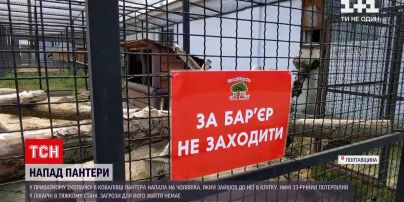 Новини України: чоловіка, на якого напала пантера, прооперували - загрози для життя немає