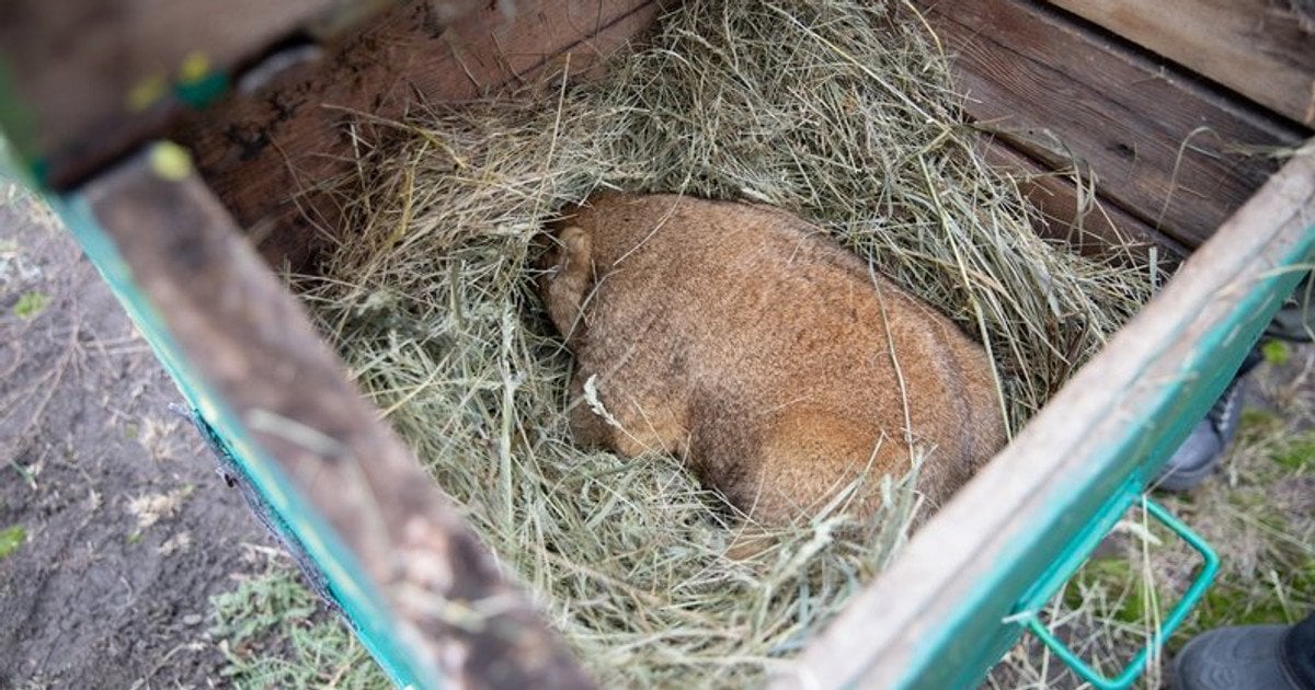 Бабак Тимко в домике