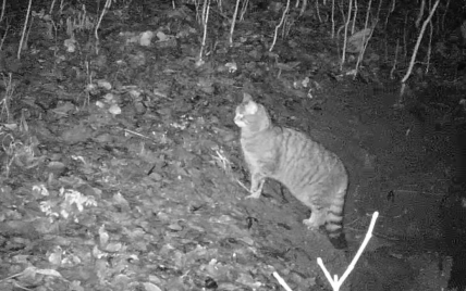 Перед полюванням позував на камеру: у заповіднику на Тернопільщині зняли на відео рідкісного кота лісового