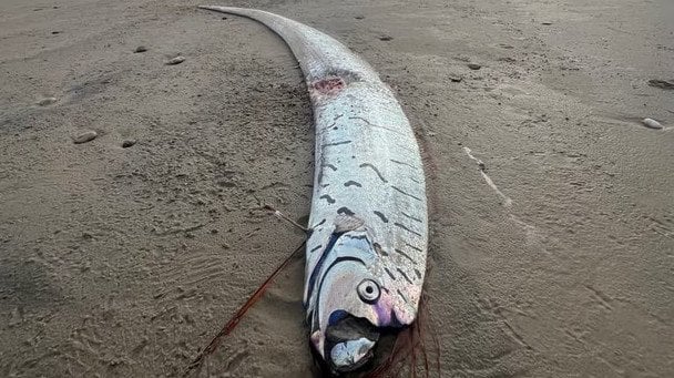 "Рыбу Судного дня" увидели на местном пляже: есть опубликованные фото