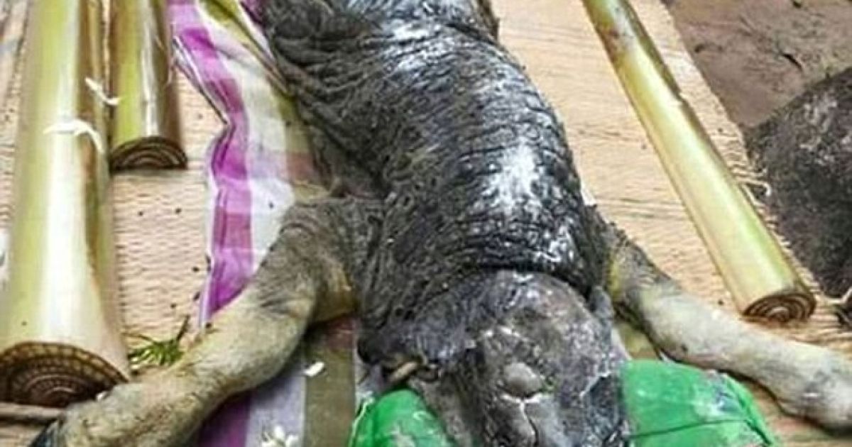 В Таиланде мужчина нашел ужасного уродца крокодила и буйвола