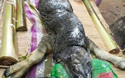 В Таиланде мужчина нашел ужасный гибрид крокодила и буйвола