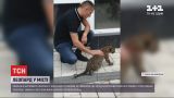 Мешканців житлового комплексу в Івано-Франківську наполохав леопард