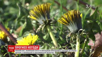 Одуванчики из-за теплого ноября зацвели в Херсоне