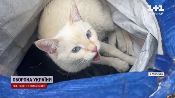 Люди забирають з собою домашніх тварин / © 