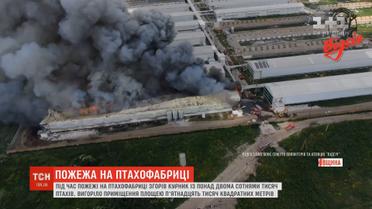 200 тисяч птахів згоріли живцем під час пожежі на птахофермі у Василькові