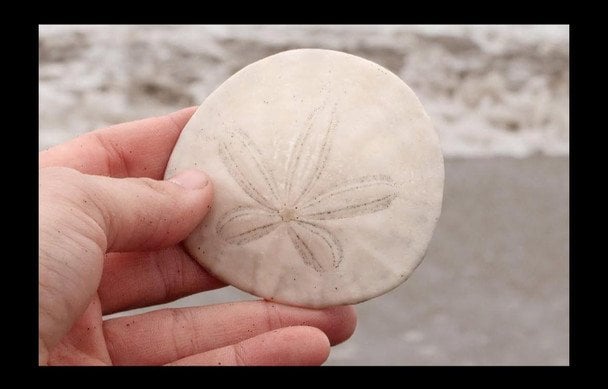 Мертвый песочный доллар. / © Facebook