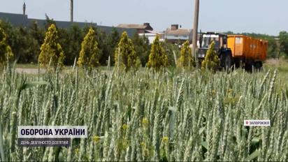 Как и в Голодомор: запорожских фермеров оккупанты заставляют за бесценок отдавать зерно