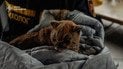 Спасенный котик
