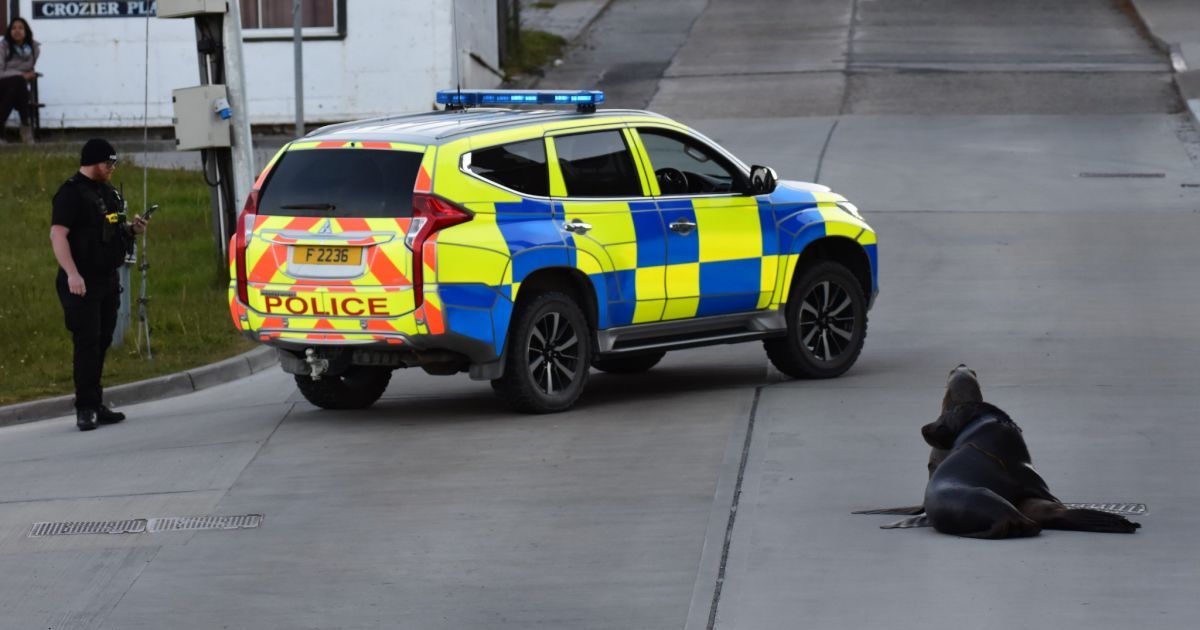 морські леви2