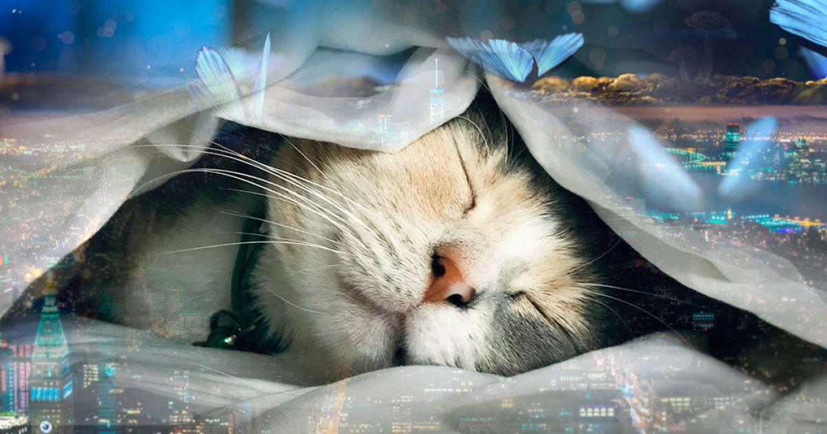Коньячок для кращих сновидінь і ґаджет перед сном. Пройди тест-перевірку свого сну