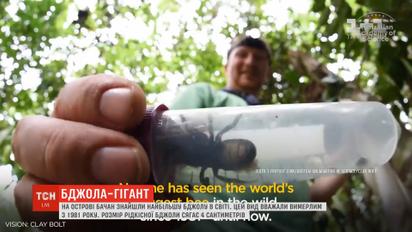В Індонезії виявили найбільшу бджолу у світі