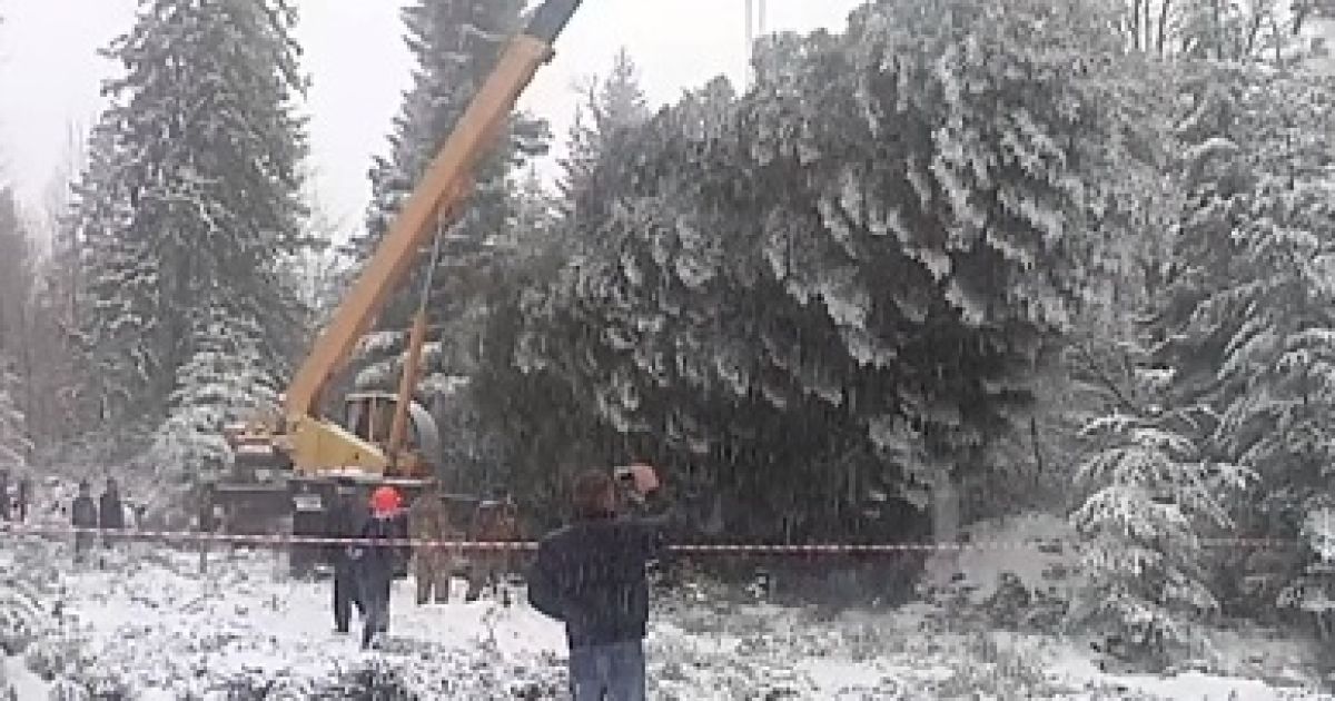 На Прикарпатті майже п’ять годин рубали головну новорічну ялинку України