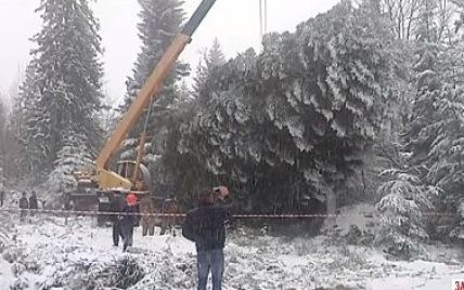 На Прикарпатье почти пять часов рубили главную новогоднюю елку Украины