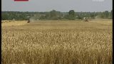 Українські аграрії вже 4 рік поспіль збирають рекордні обсяги зерна