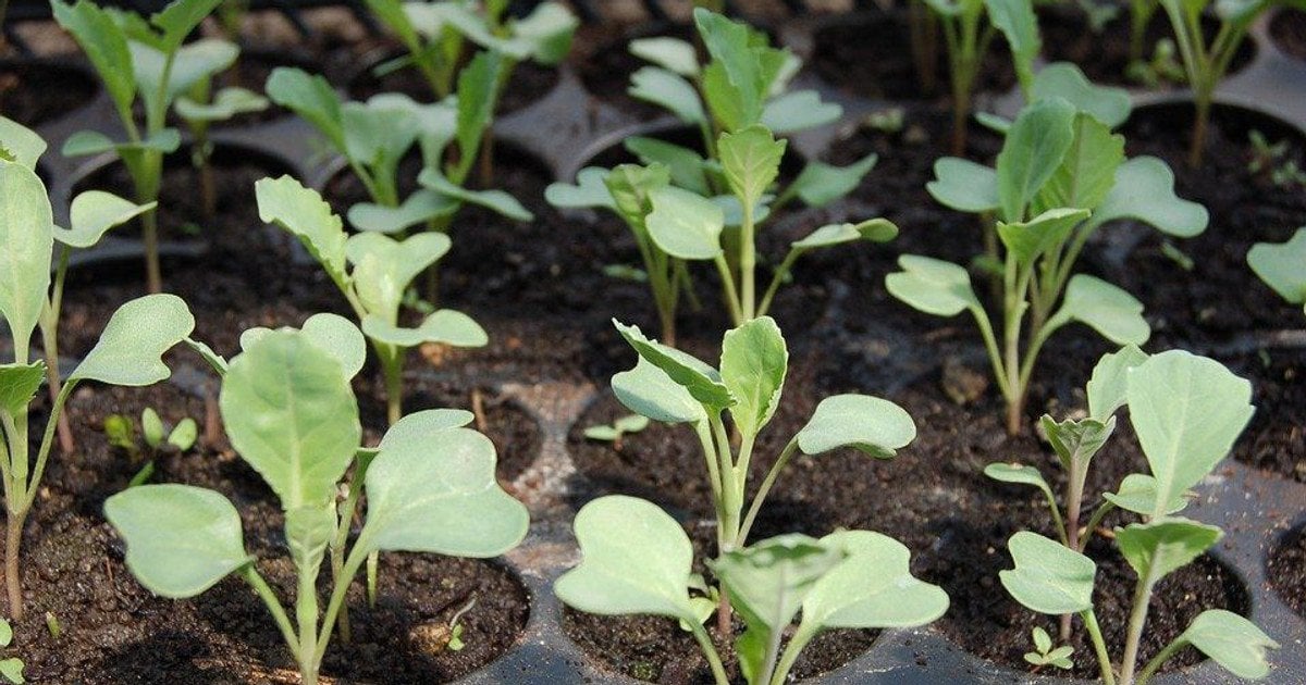 Розсада капусти