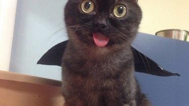 Странный кот-&laquo;хипстер&raquo; взорвал Сеть / © dailymail.co.uk