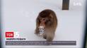 Японские макаки из харьковского зоопарка охотно барахтаются в снегу и ищут вкусности