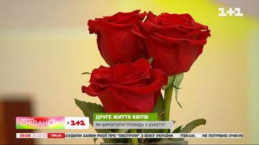 Вторая жизнь цветов: как вырастить розу из букета