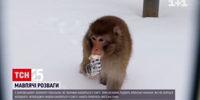Японские макаки из харьковского зоопарка охотно барахтаются в снегу и ищут вкусности