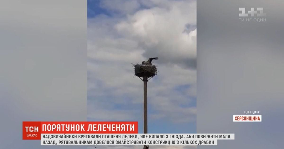 В Херсонской области спасатели вернули в гнездо аистенка, который выпал с 7-метровой высоты
