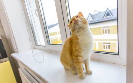 Порошенко впервые запостил кота в своем Facebook