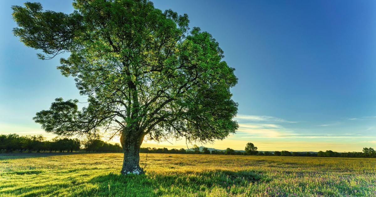 Фахівці пояснили, чому побілка дерев навесні не тільки не допомагає, а й може нашкодити саду
