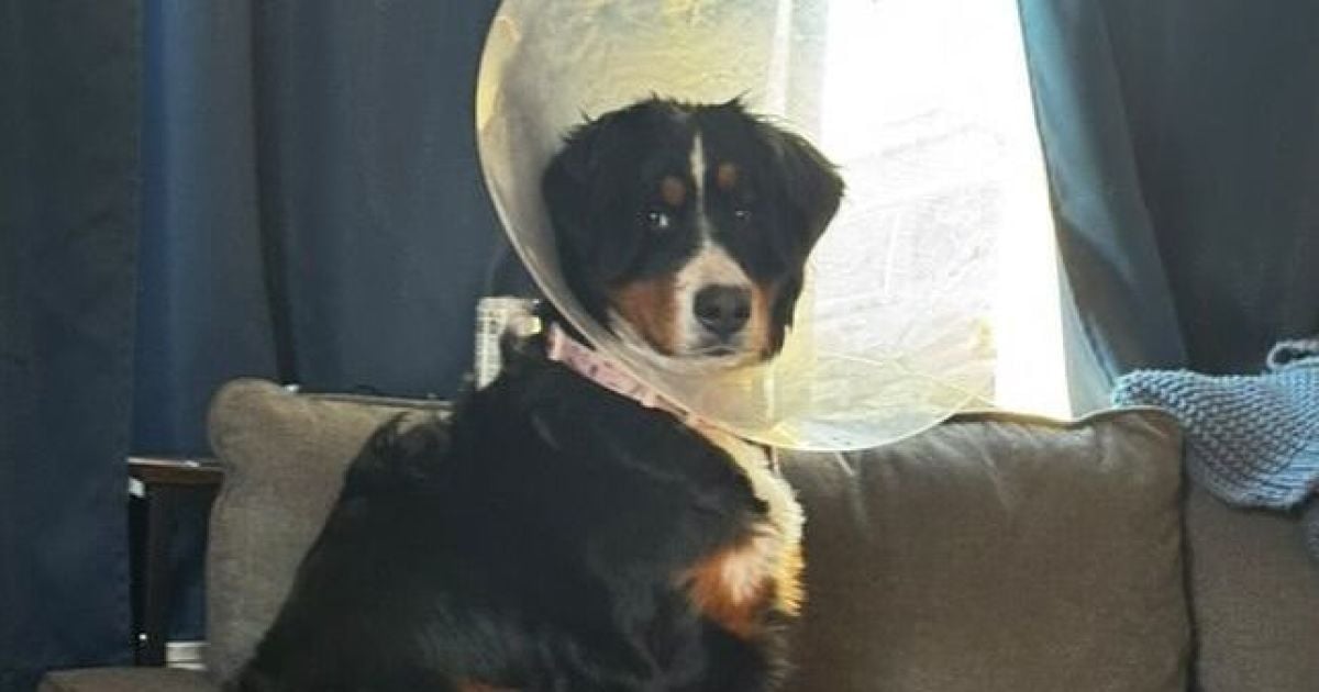 Собака съела 24 носка / Фото: instagram.com/coronaanimaler