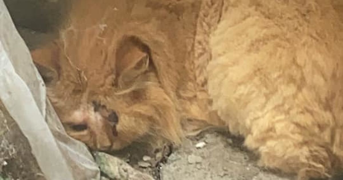 Фото: Всеукраїнська гаряча лінія "Дім добра".