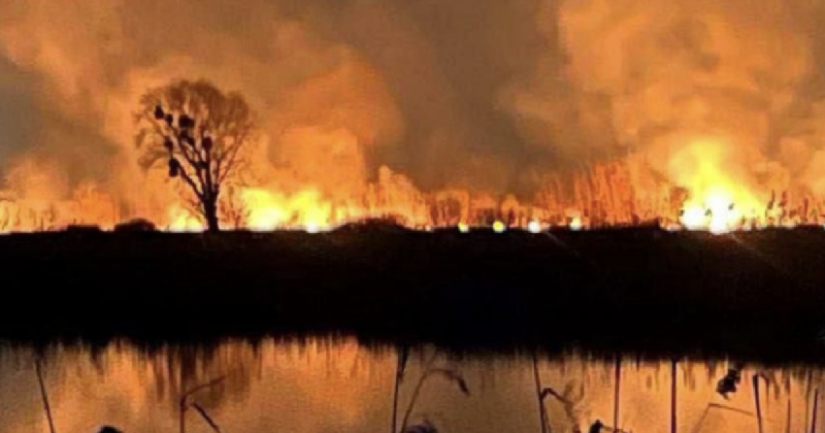 Пожежа в екосистемі в Дарницькому районі / © Управління ДСНС Києва