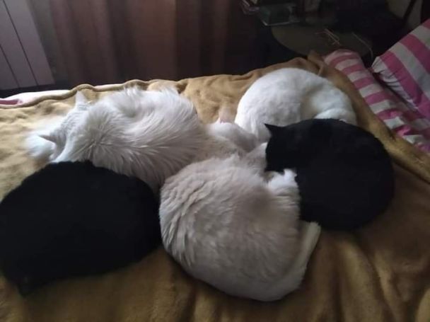 Котики ищут любящих хозяев / Фото: facebook.com/Чотирилапий шукає тебе