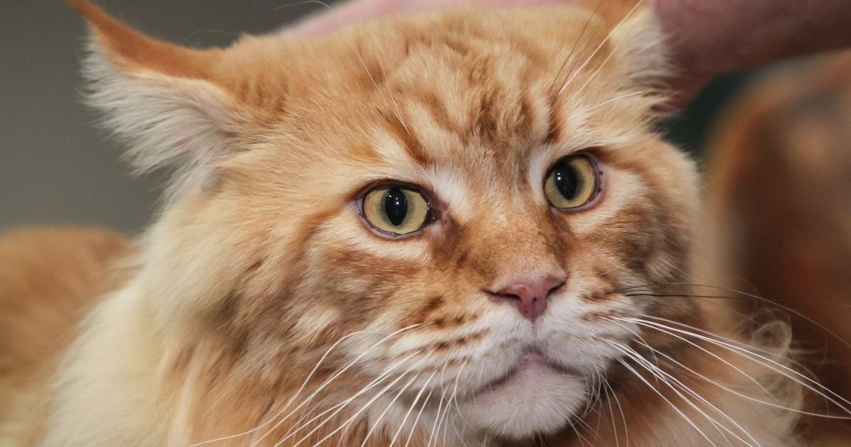 Вага майже 12 кілограмів і довжина майже 1,5 метра: найбільшого кота України внесли до книги рекордів