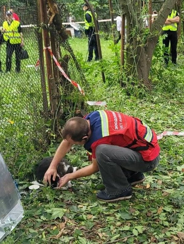 Под завалами после обстрела Киева нашли живых котов – один потерял зрение и слух (фото)