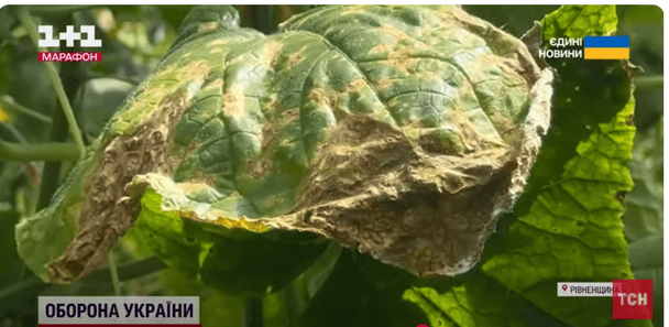 Урожай огурцов / © ТСН