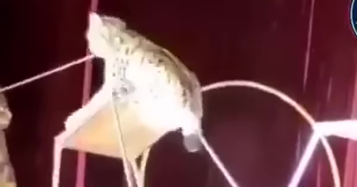 У цирку Південної Осетії рись напала на дресирувальника просто під час шоу. Це потрапила на відео