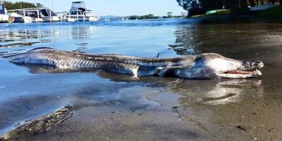 Пользователей шокировало существо, которое выбросило на берег Австралии