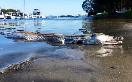 Пользователей шокировало существо, которое выбросило на берег Австралии