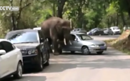 В Китае слон сбежал из заповедника и разбил 15 машин на оживленной дороге