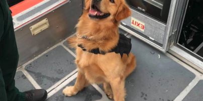 У Флориді поліцейський пес отримав передозування наркотиками, обнюхуючи пасажирів рейв-круїзу
