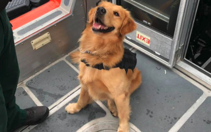 У Флориді поліцейський пес отримав передозування наркотиками, обнюхуючи пасажирів рейв-круїзу