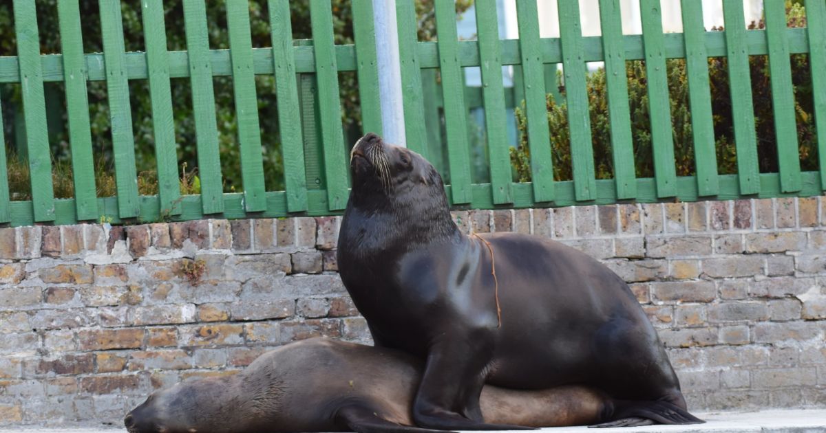 морські леви3