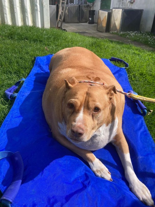 Нугги / Фото: Jam Press