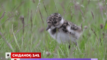 Птенцов, выпавших из гнезда, спасать не нужно