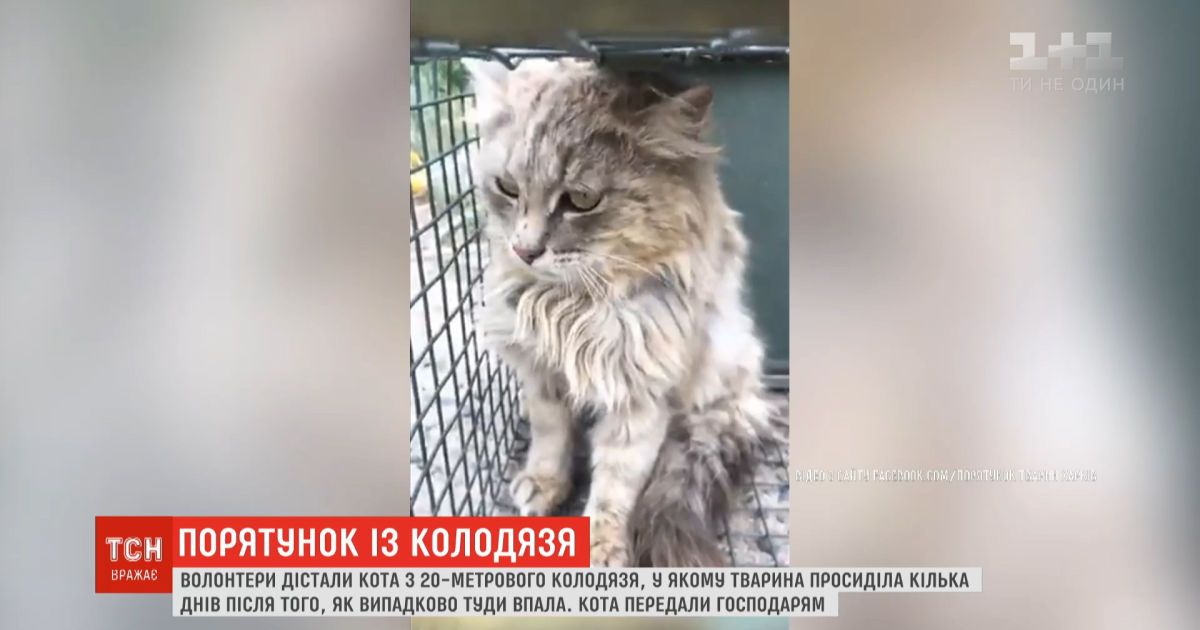 В Харьковской области с заброшенного колодца вытащили кота, который просидел там несколько дней