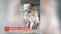 В Харьковской области с заброшенного колодца вытащили кота, который просидел там несколько дней