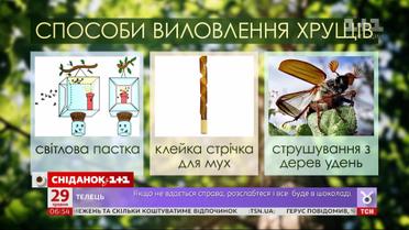 Чем опасны хрущи и как защитить от них свой урожай