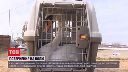 В Одессе на волю отпустили лебедя, которого накануне нашли проголодавшимся и обессиленным